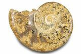 Jurassic Ammonite (Euaspidoceras) Fossil - Madagascar #283371-1